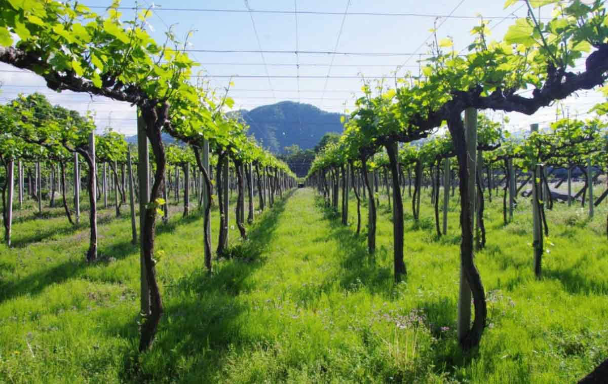 山梨の伝統品種で造る“上質な日常ワイン” の老舗＜機山洋酒工業＞